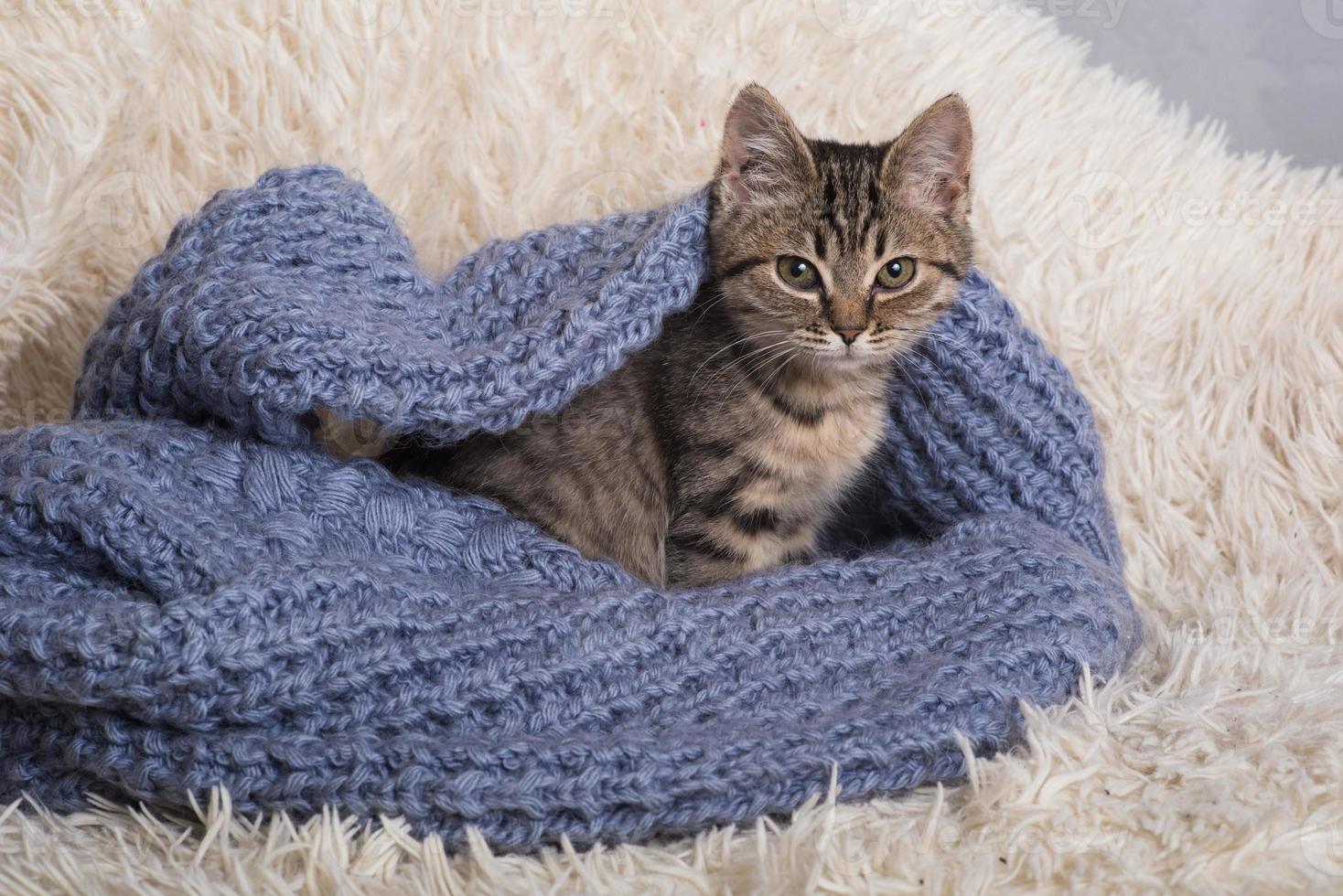 A small, cute, funny kitten on a white fluffy blanket. Kitten sleeps in a blue knitted sweater. Kitten in a cozy atmosphere photo