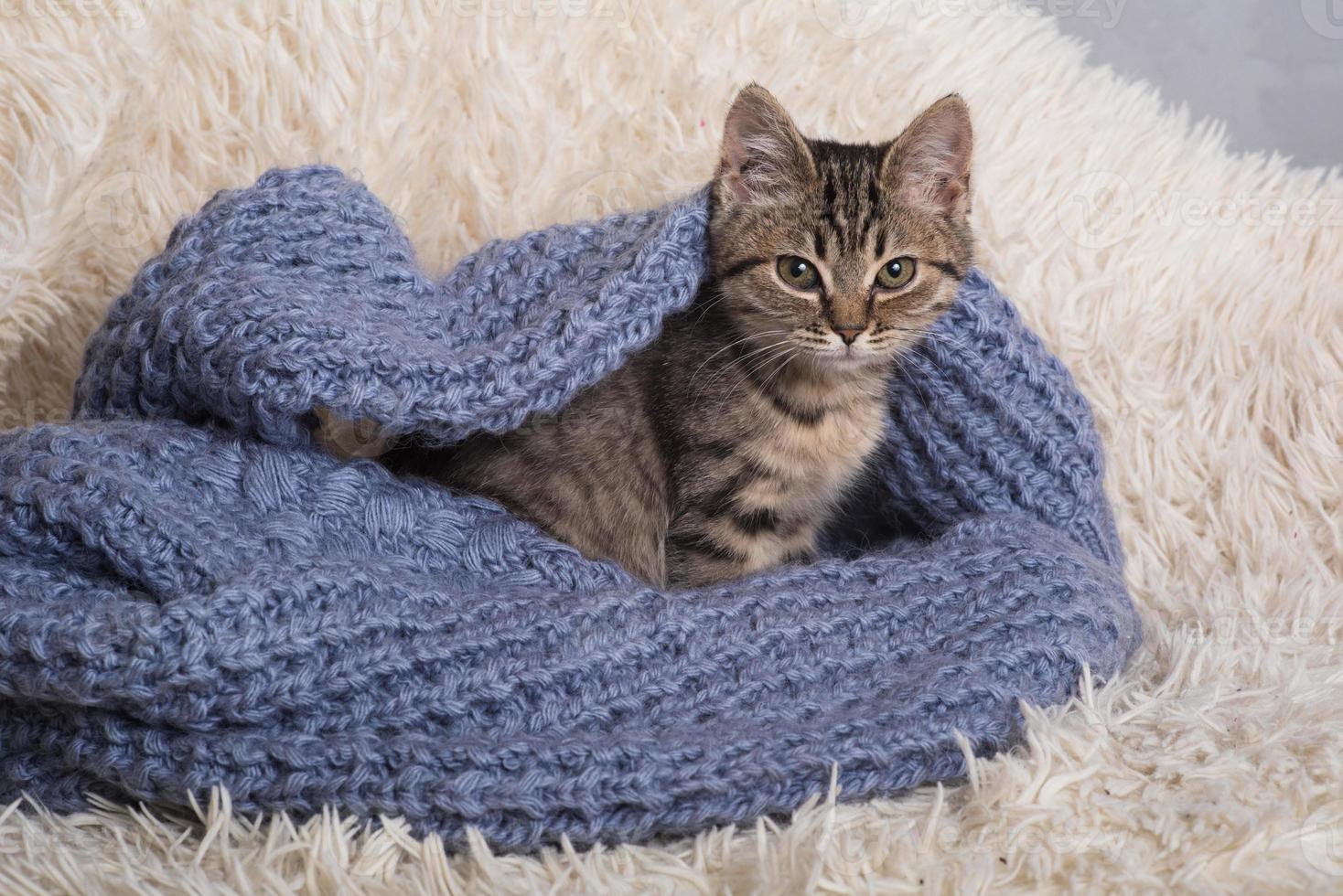 un gatito pequeño, lindo y divertido en una manta blanca y esponjosa. gatito duerme en un suéter de punto azul. gatito en un ambiente acogedor foto