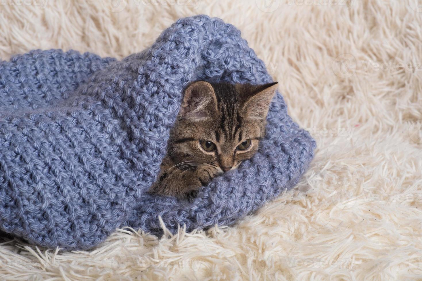 un gatito pequeño, lindo y divertido en una manta blanca y esponjosa. gatito duerme en un suéter de punto azul. gatito en un ambiente acogedor foto
