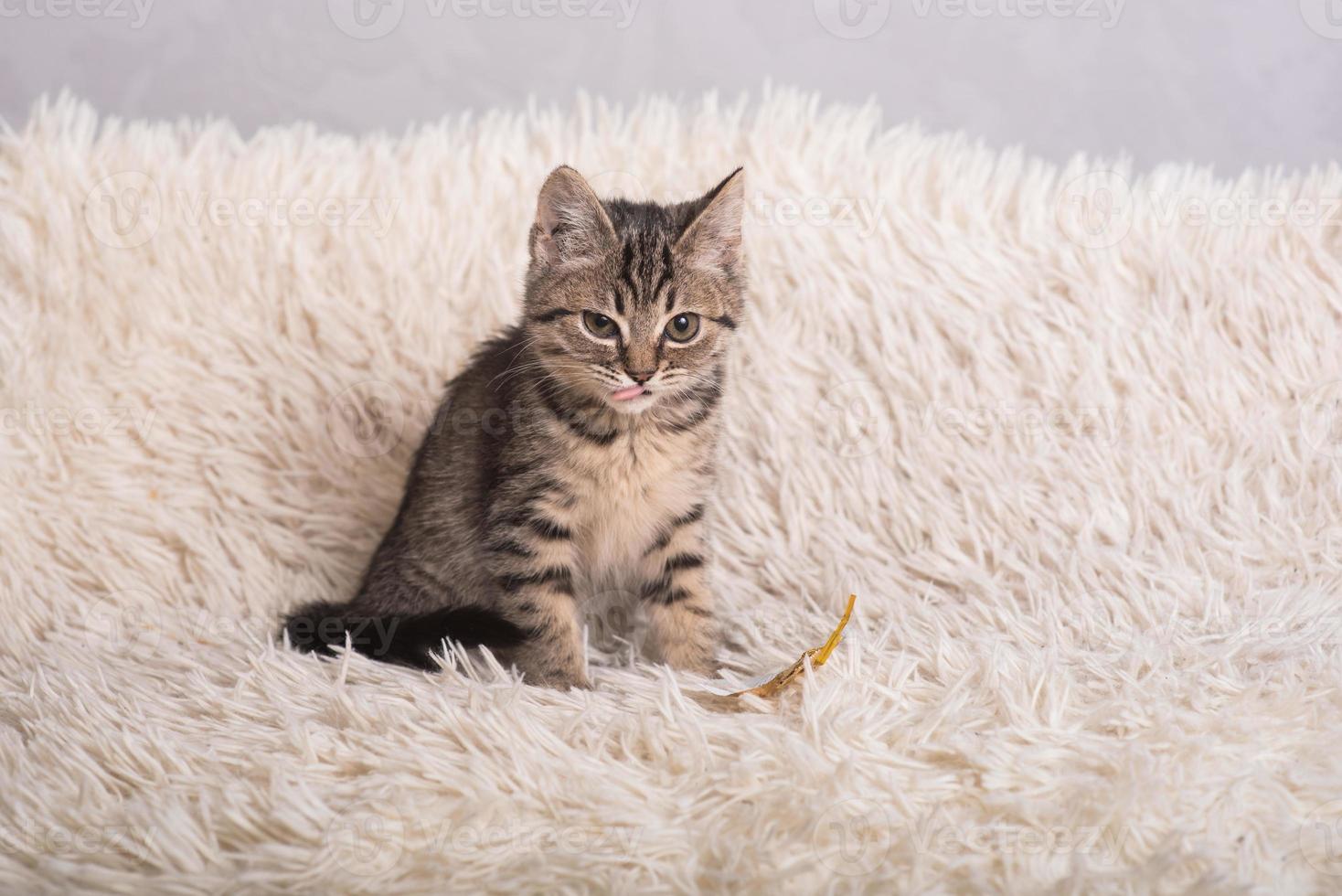 un gatito pequeño, lindo y divertido en una manta blanca y esponjosa. gatito duerme en un suéter de punto azul. gatito en un ambiente acogedor foto