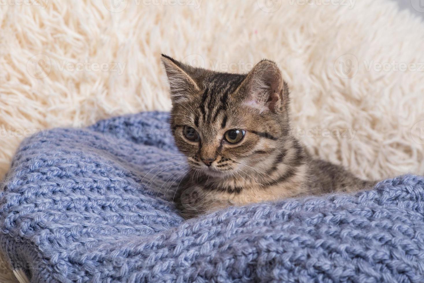 un gatito pequeño, lindo y divertido en una manta blanca y esponjosa. gatito duerme en un suéter de punto azul. gatito en un ambiente acogedor foto