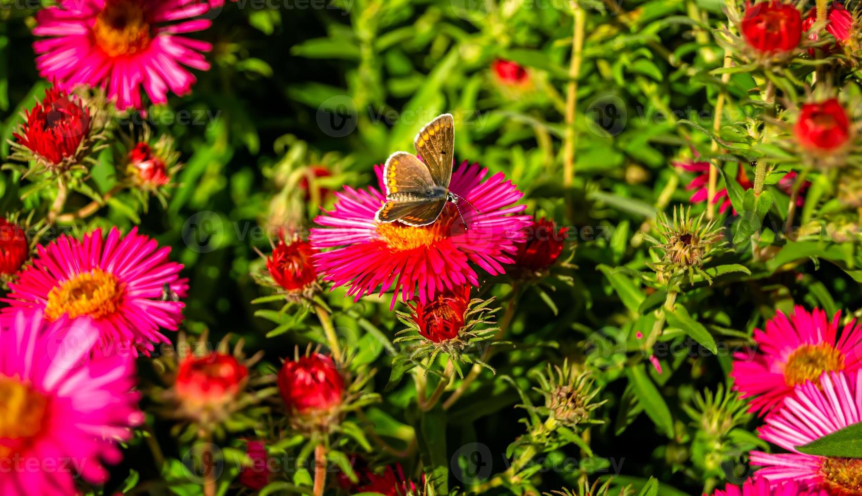 Photography to theme beautiful black butterfly Monarch photo