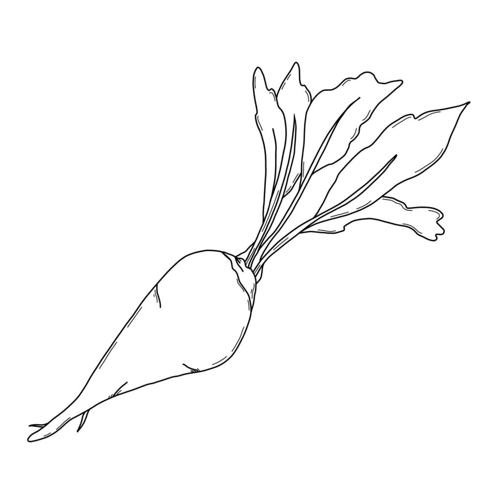 Sugar beet. Plant with leaves. Vector illustration.Linear doodle element for design and decor.