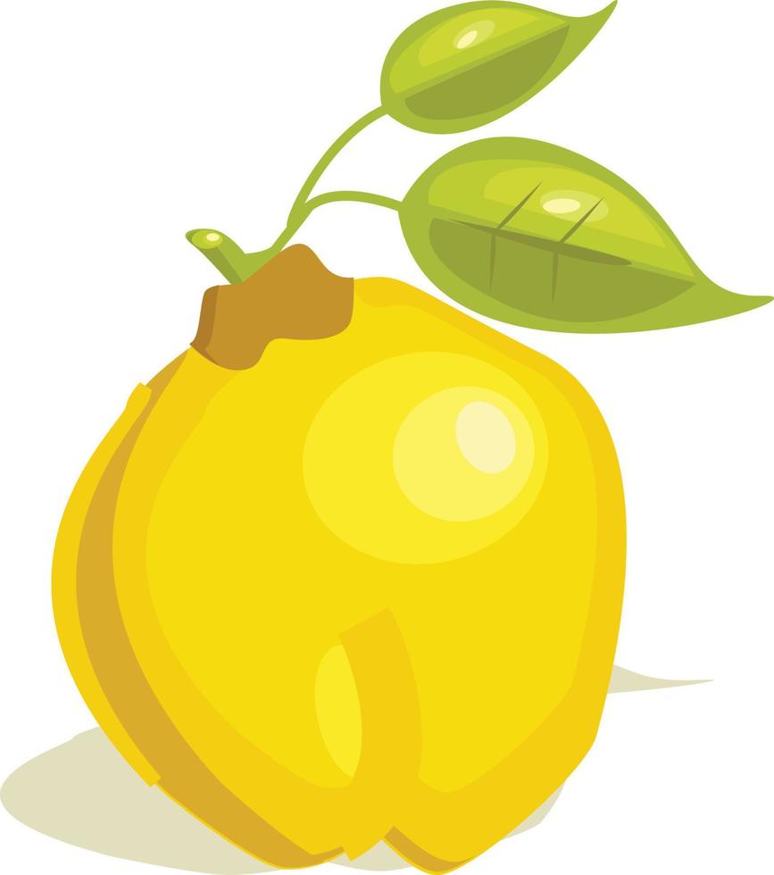 vector de fruta de membrillo