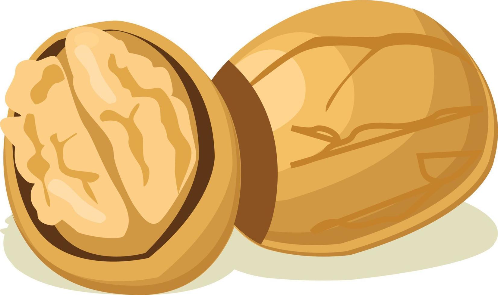 Walnut fruit vector