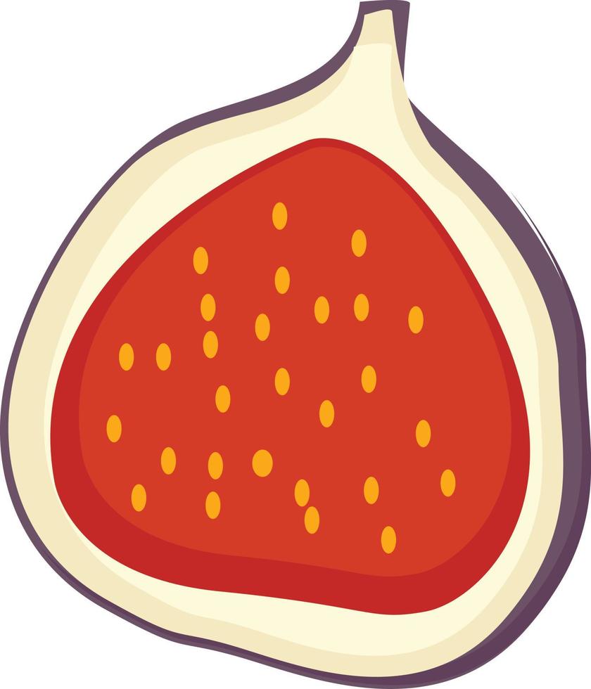 Fig fruit vector