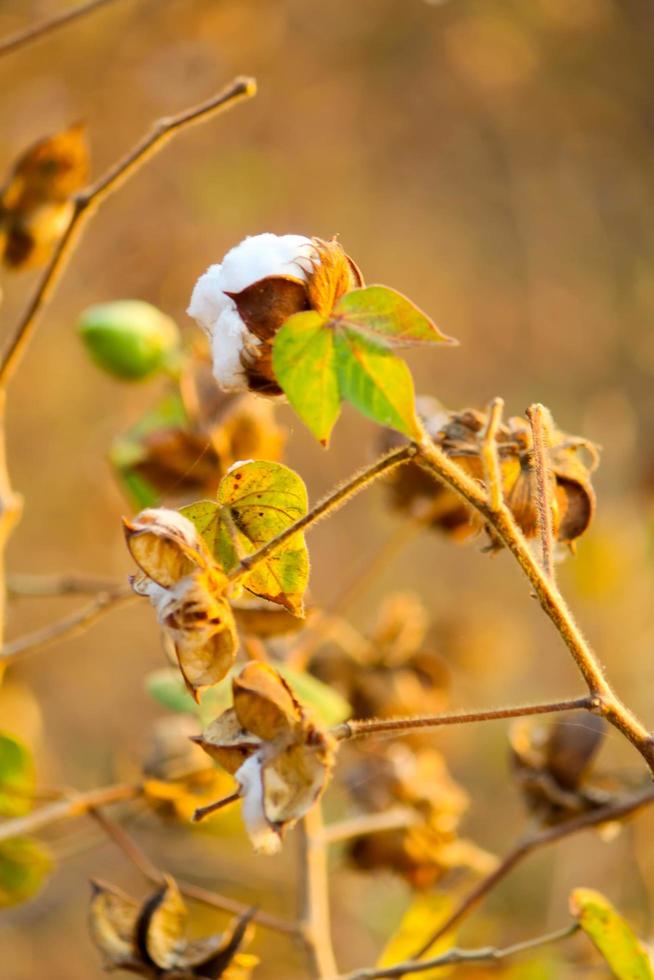 Indian cotton field at winter season photo