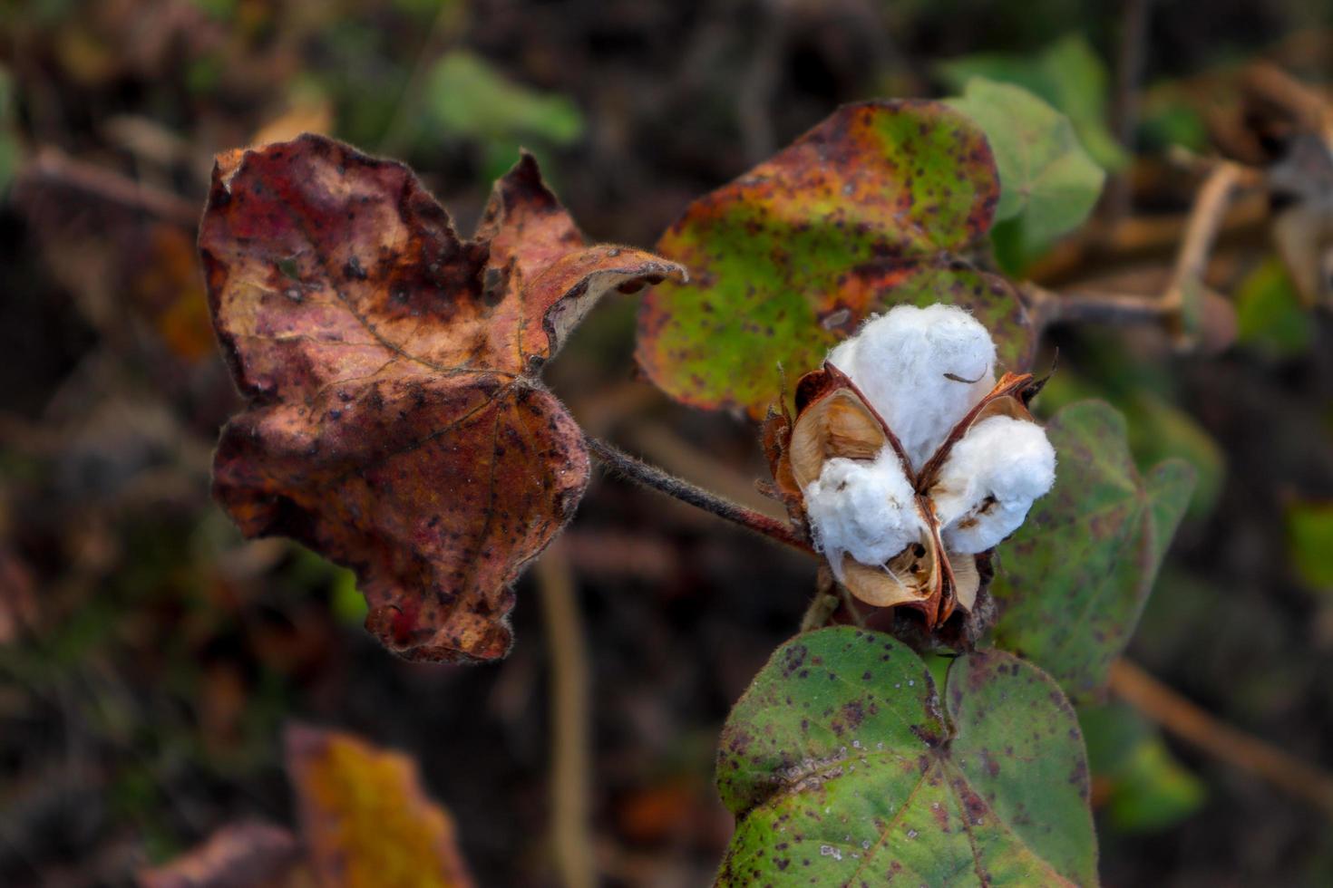 Cotton flower in the cotton flower field.As raw material Apparel, fashion clothes. photo