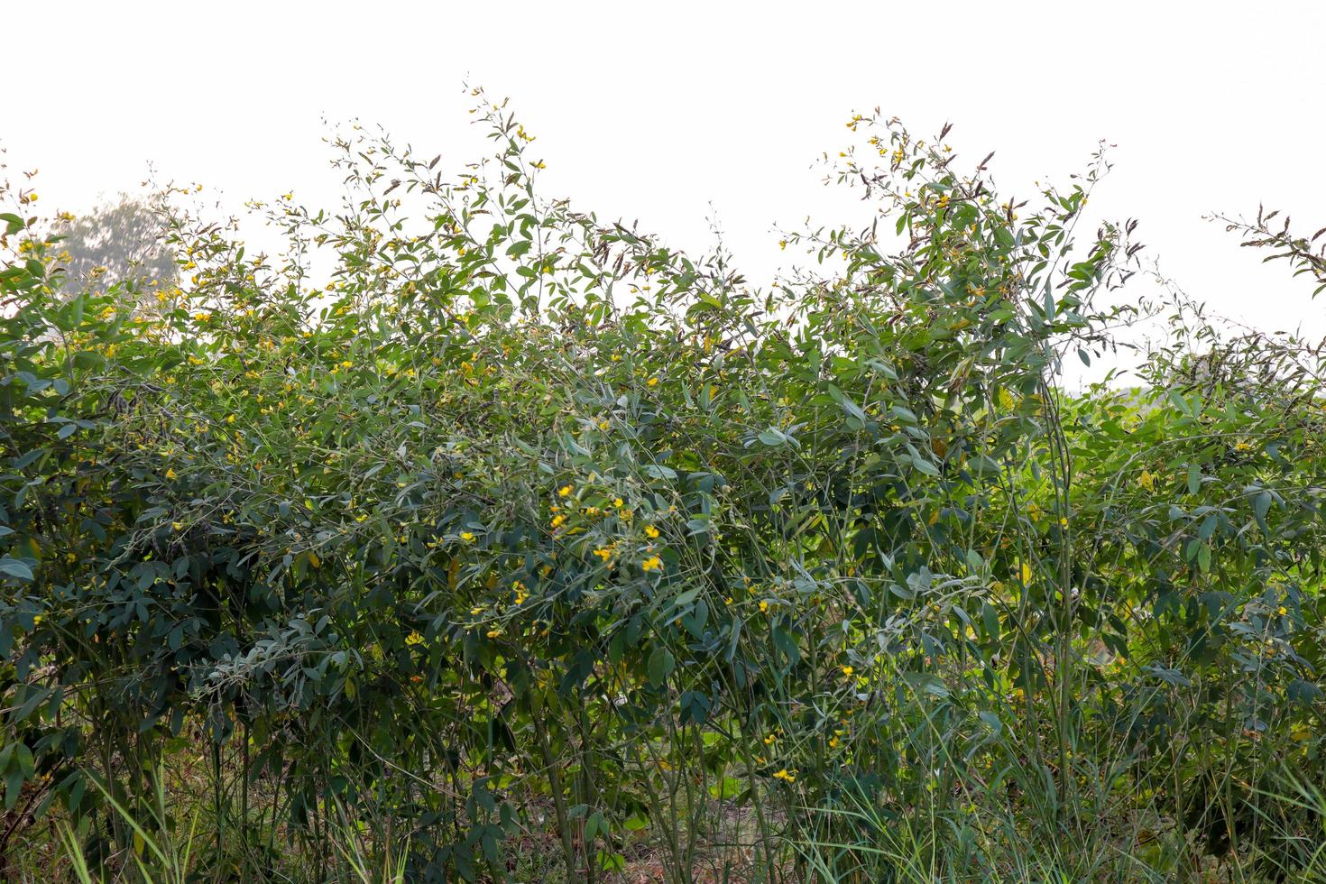 Pigeon pea crop field with blue sky in the background. photo