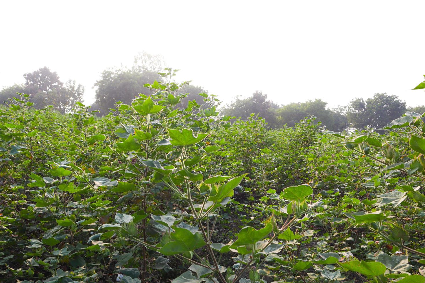 Row of growing green Cotton field in India. photo