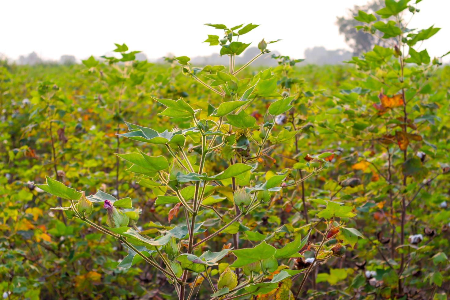 Row of growing green Cotton field in India. photo