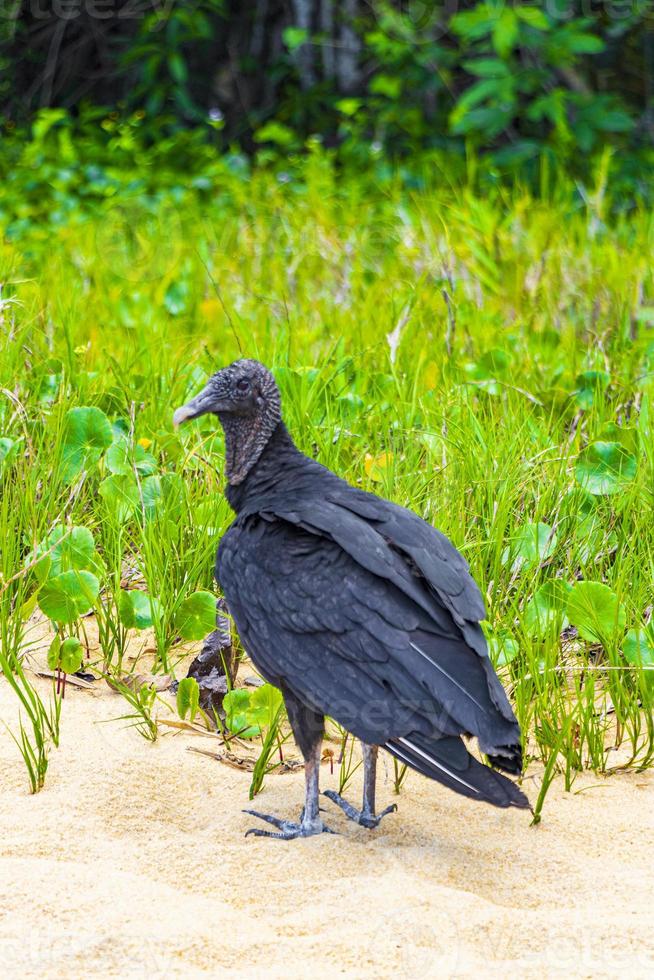 Tropical Black Vulture on Mangrove Pouso Beach Ilha Grande Brazil. photo