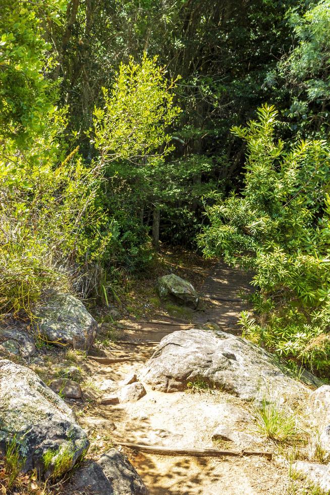 Trail Walking path in forest of Kirstenbosch National Botanical Garden. photo