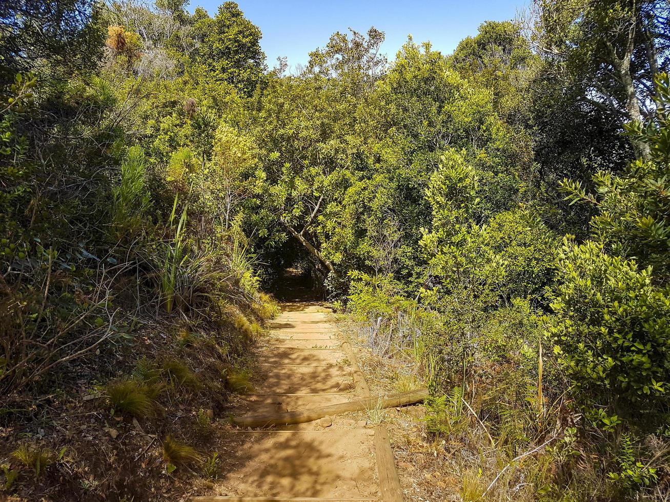 Trail Walking path in forest of Kirstenbosch National Botanical Garden. photo