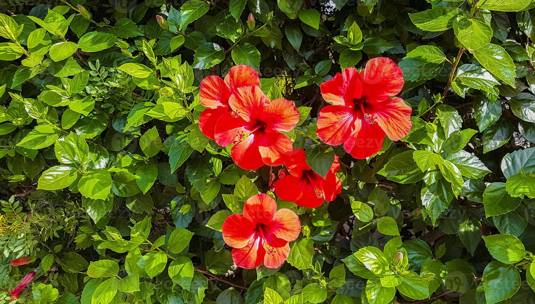 Red hibiscus flowers on the Balearic island Mallorca Spain. photo