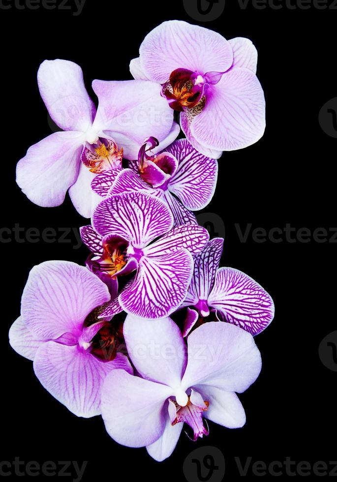Pink orchids flowers photo