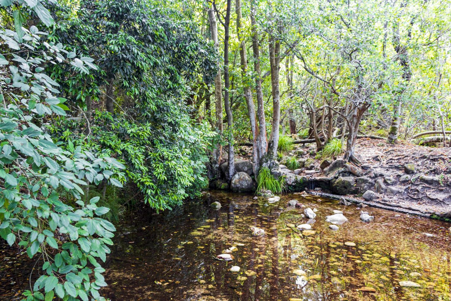 Lake or pond in the forest of Kirstenbosch, South Africa. photo