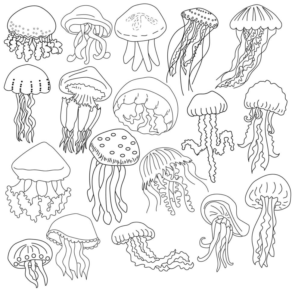 Set of 18 contour drawing of jellyfish of different species, coloring page with sea underwater inhabitants vector