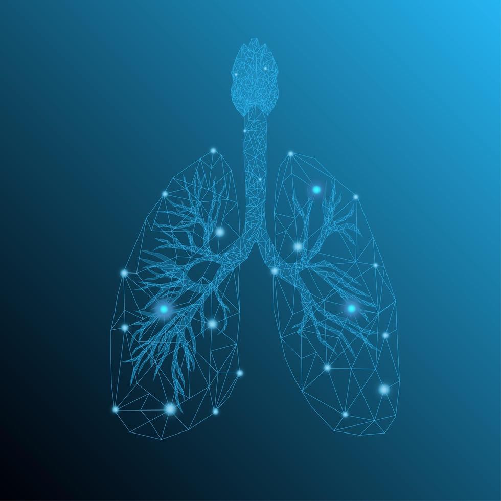 Transparent human lungs in blue color background with light low poly effects. vector