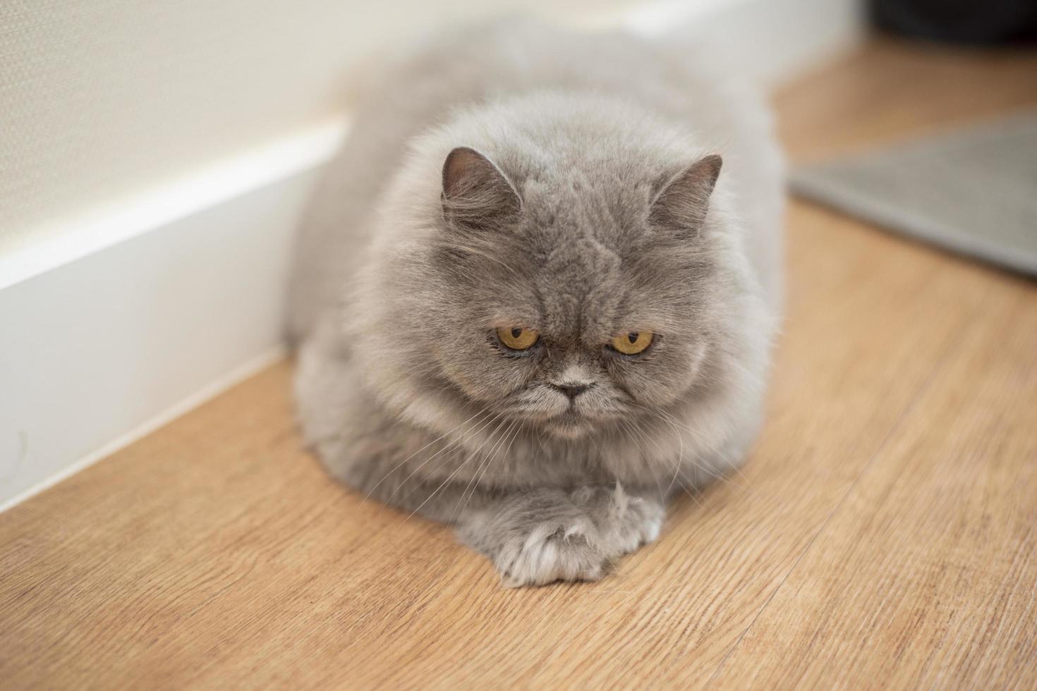 Cute Scottish fold cat. photo