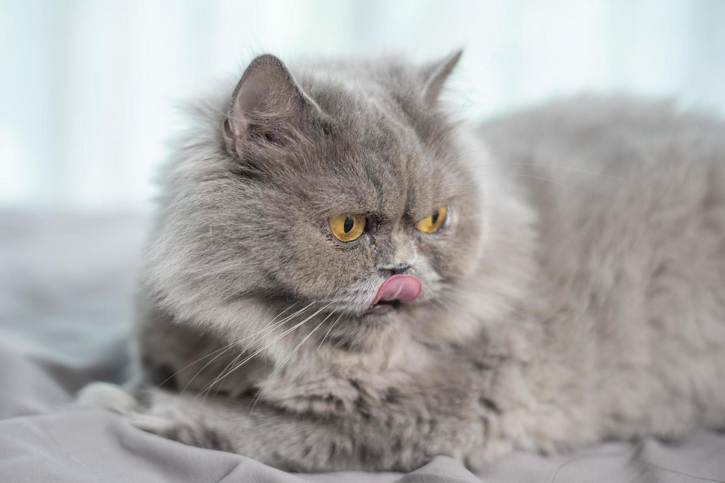 Cute Scottish fold cat. photo