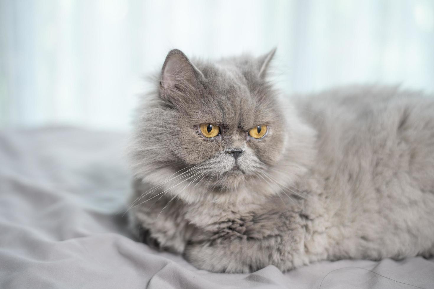 Cute Scottish fold cat. photo