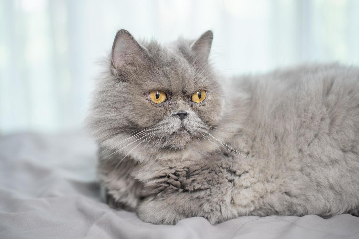Cute Scottish fold cat. photo