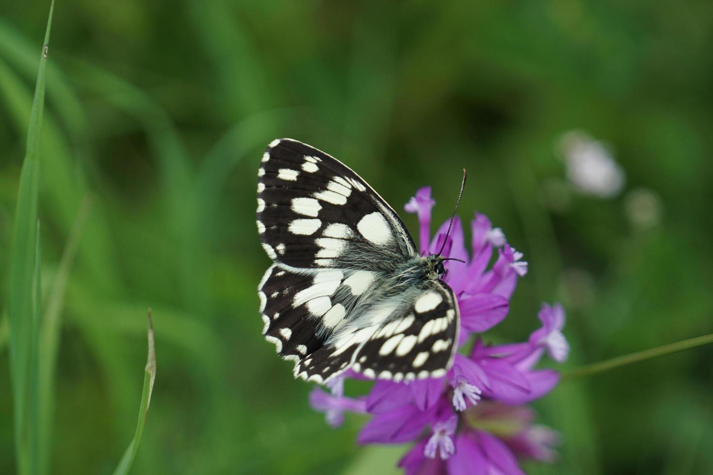 mariposa en el clima soleado de verano foto