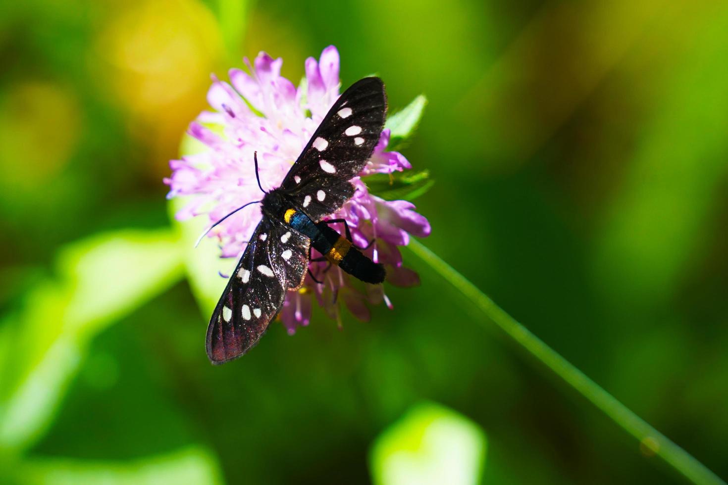 Butterfly on sunny summer weather photo