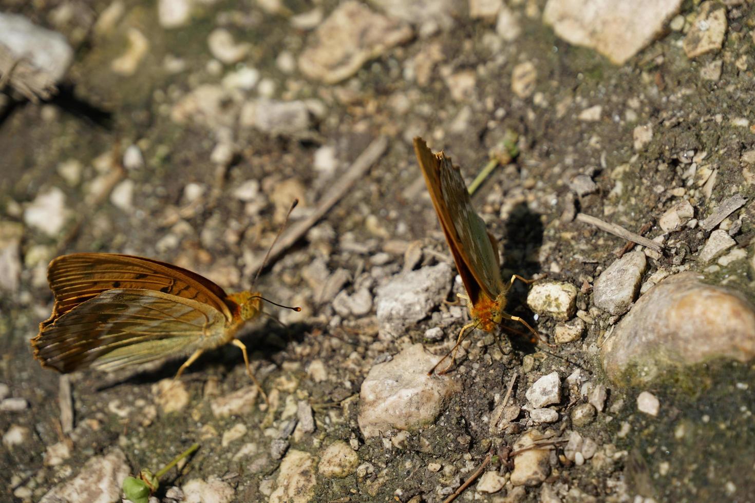 mariposa en el clima soleado de verano foto