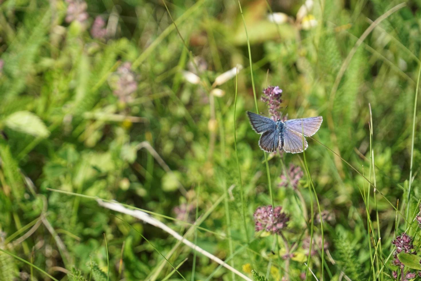 Butterfly on sunny summer weather photo