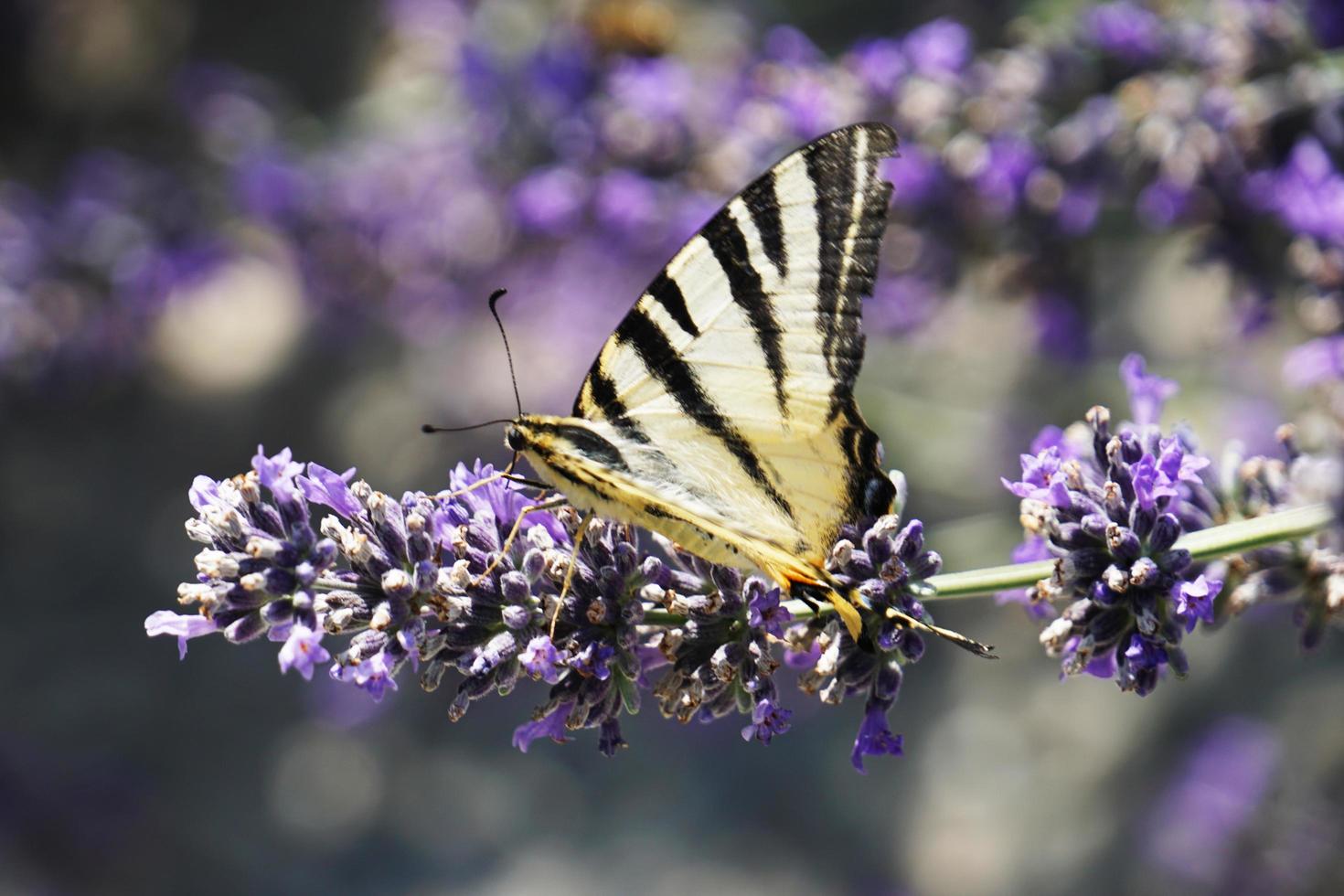 mariposa en el clima soleado de verano foto