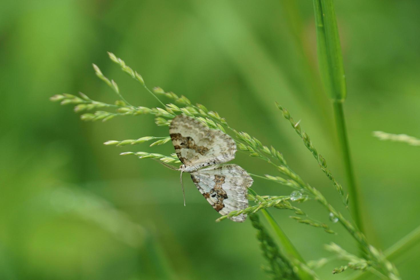 mariposa en el clima soleado de verano foto