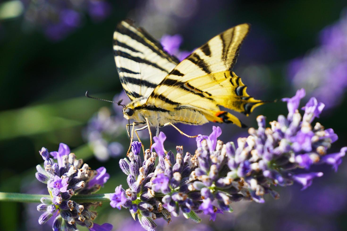 Butterfly on sunny summer weather photo