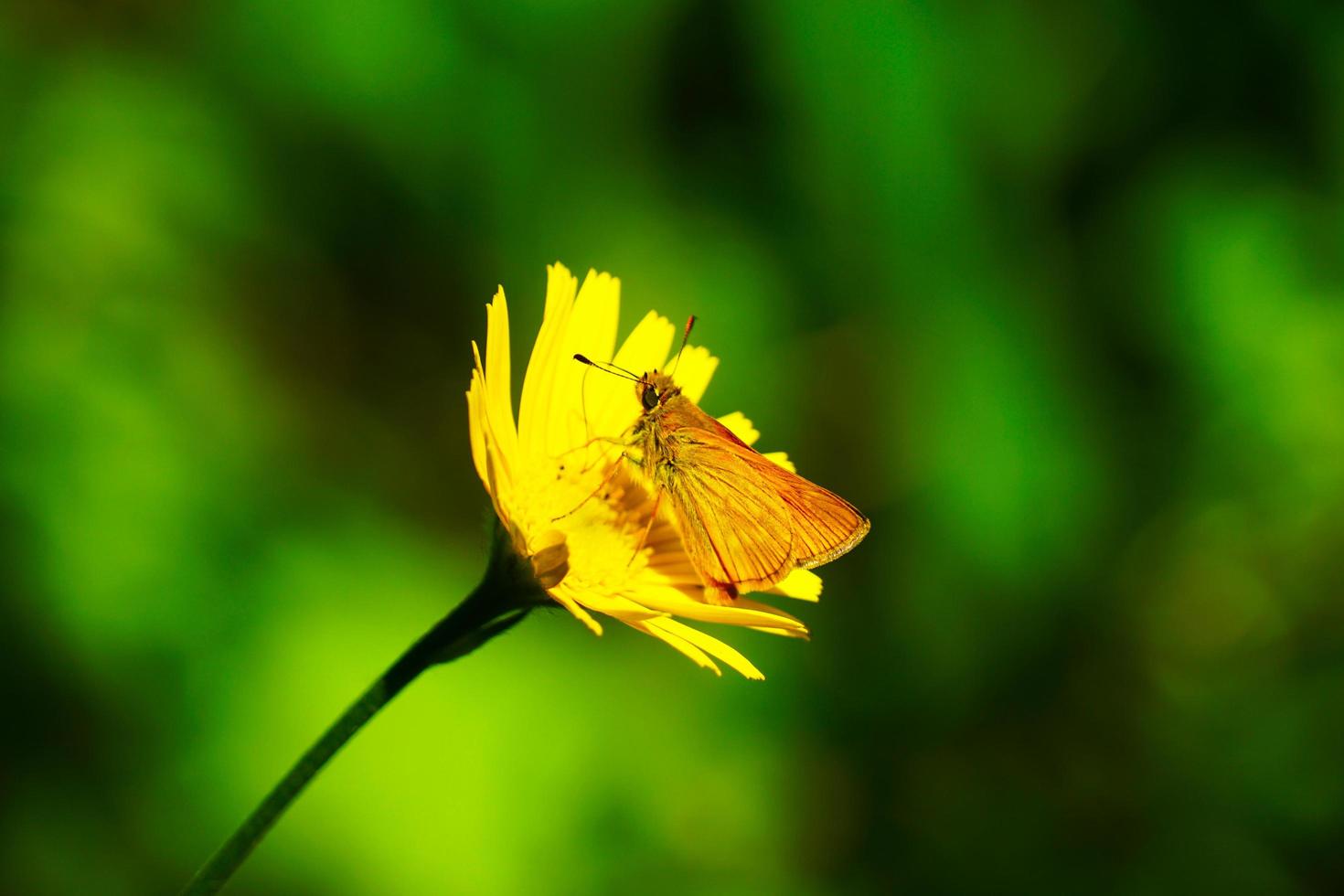 mariposa en el clima soleado de verano foto