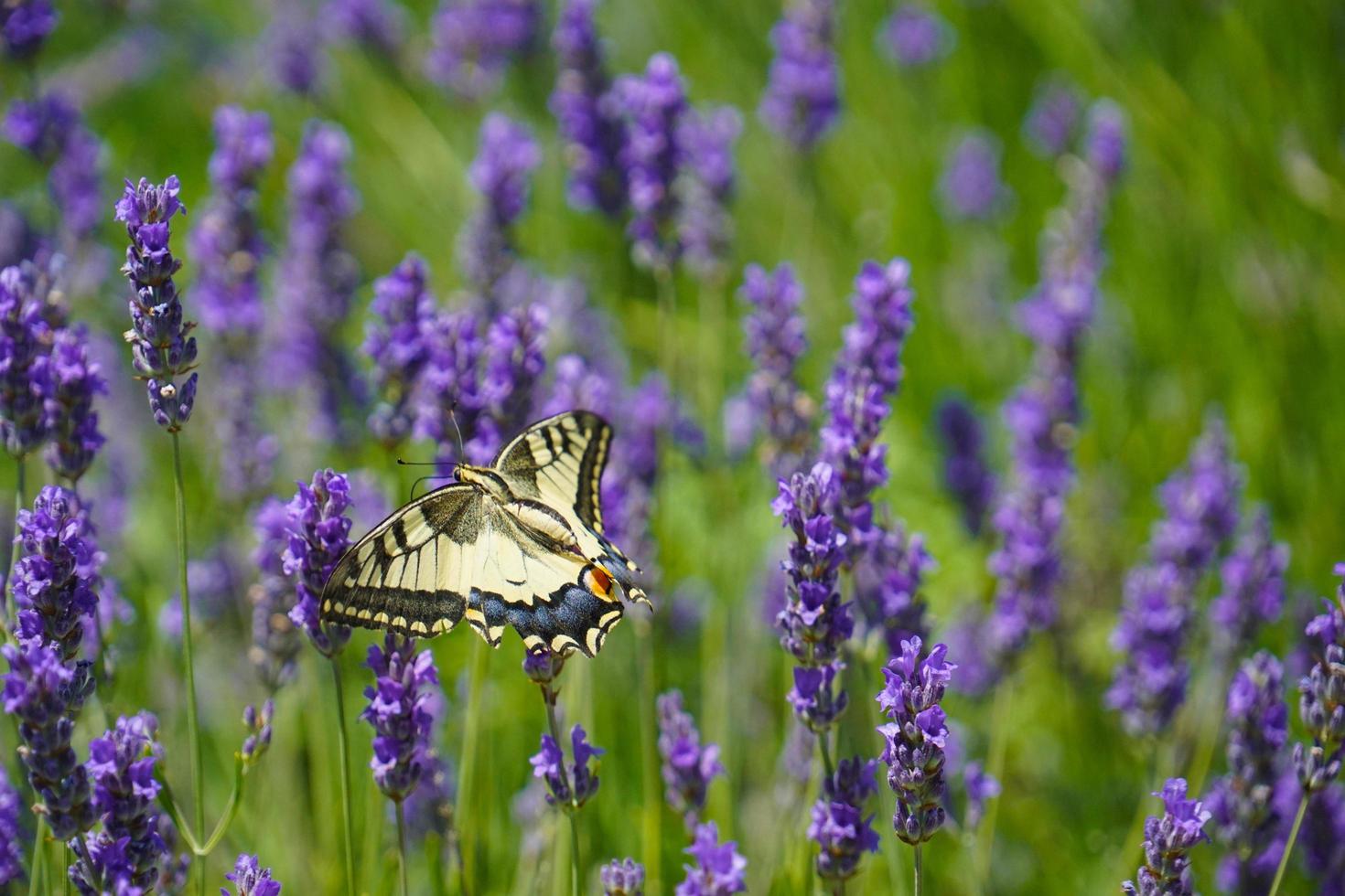 Butterfly on sunny summer weather photo