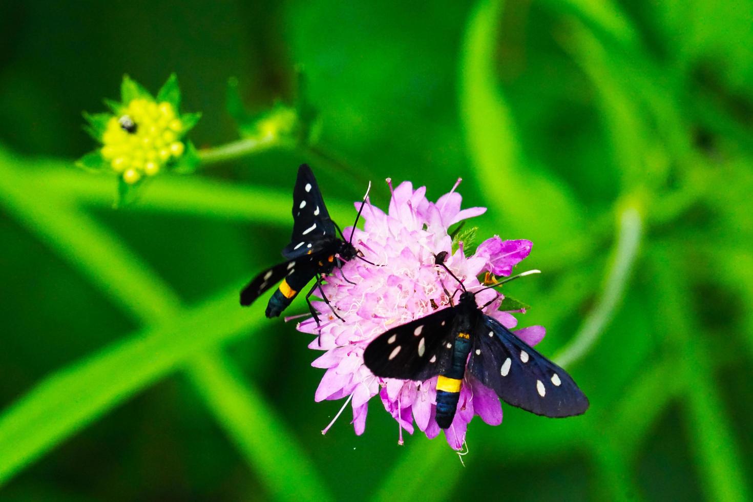 Butterfly on sunny summer weather photo