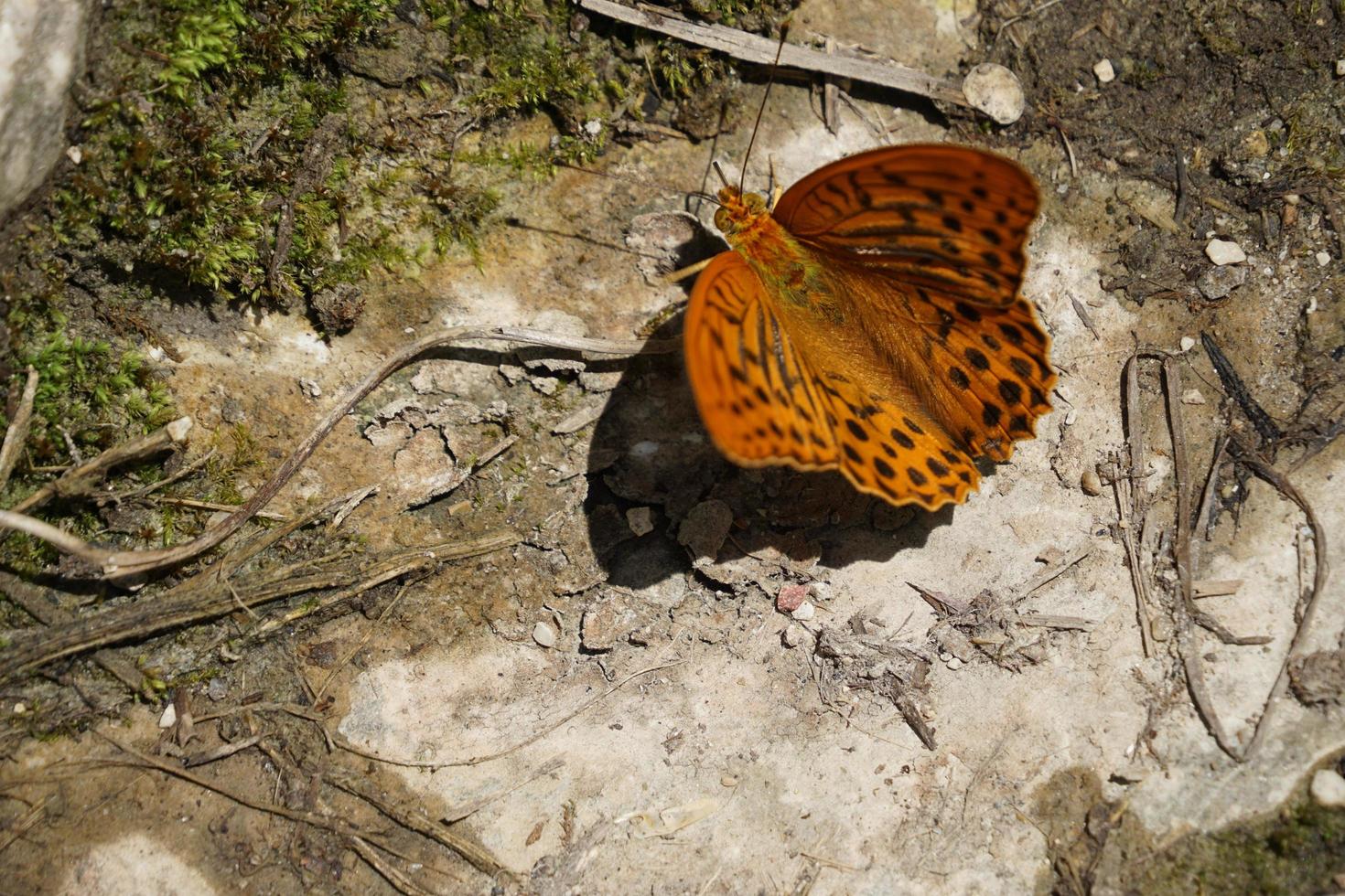 mariposa en el clima soleado de verano foto