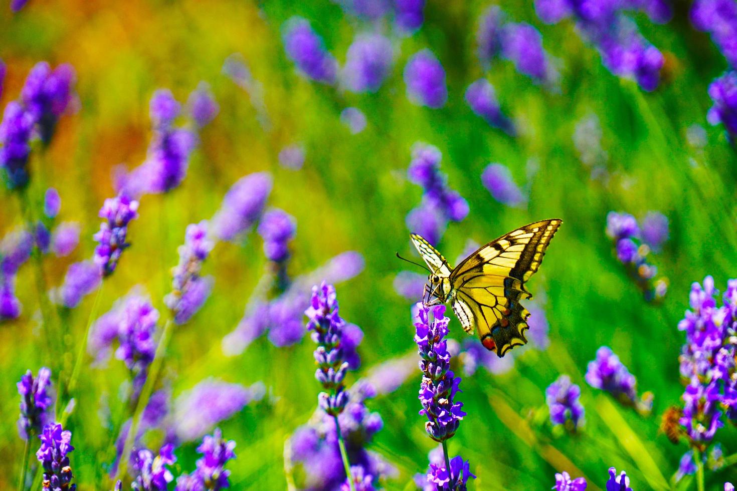 mariposa en el clima soleado de verano foto