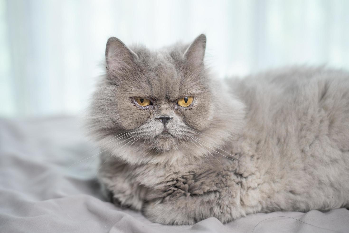 Cute Scottish fold cat. photo