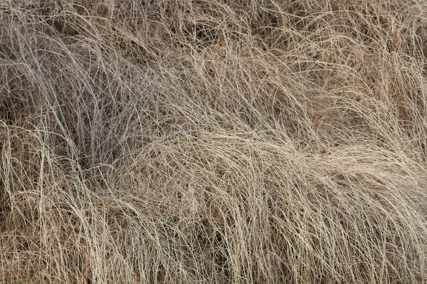 fondo de hierba seca aislado. textura de hierba gris. foto