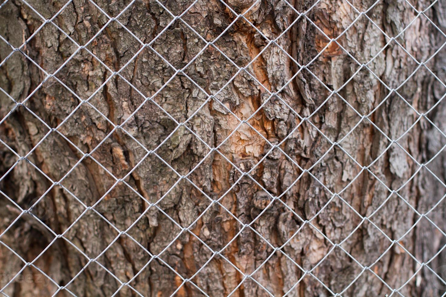 Embossed texture of the brown bark of a tree with green moss and lichen on it. Selective focus bark. Expanded circular panorama of the bark of an oak. photo