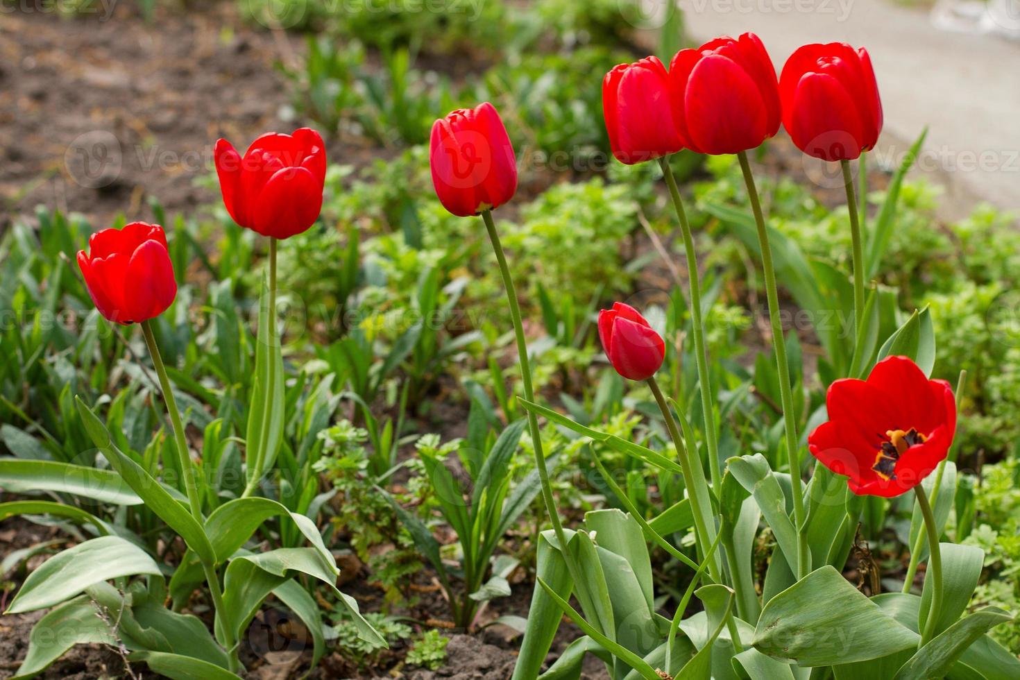 Spring flowers banner - bunch of red tulip flowers on the background of the earth in the park. photo