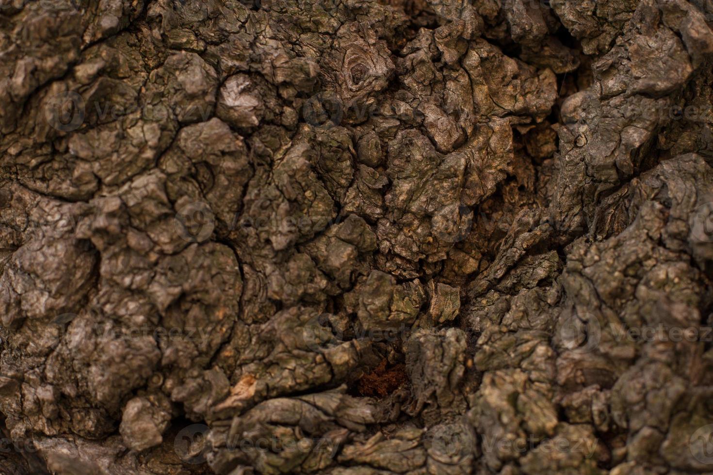 textura en relieve de la corteza marrón de un árbol con musgo verde y liquen sobre ella. corteza de enfoque selectivo. panorama circular ampliado de la corteza de un roble. foto