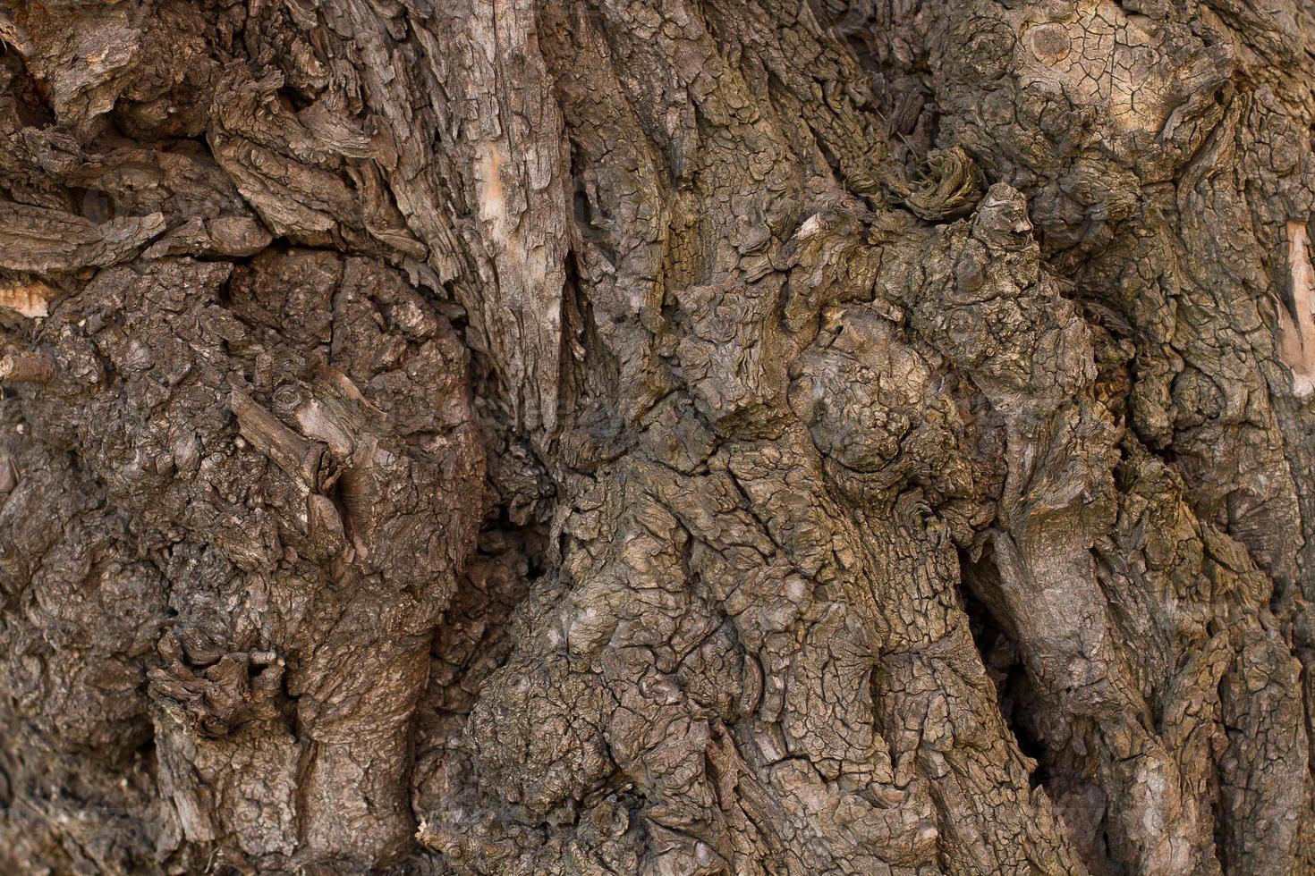 textura en relieve de la corteza marrón de un árbol con musgo verde y liquen sobre ella. corteza de enfoque selectivo. panorama circular ampliado de la corteza de un roble. foto