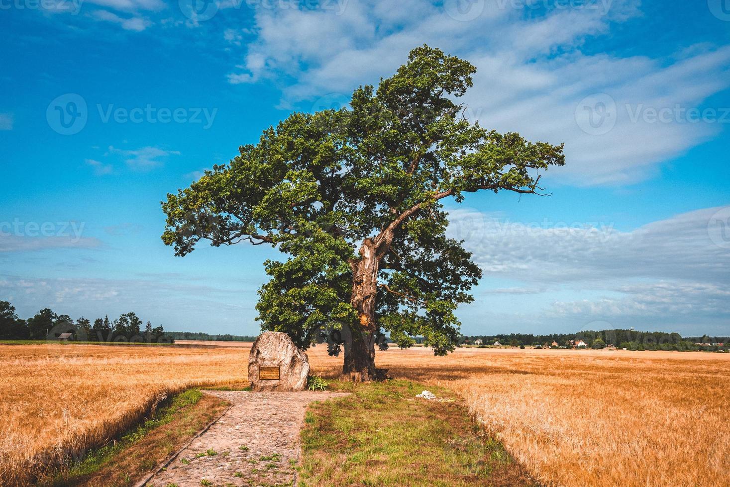 Lonely green oak tree in the field. Middle of nowhere. photo