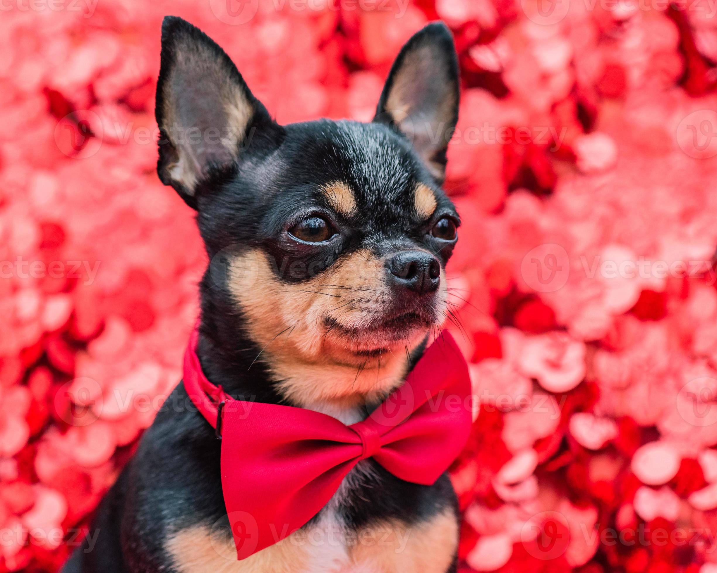 Animal dog. Dog breed Chihuahua mini tricolor on a red background with sparkles. 5088434 Stock Photo at Vecteezy Animal dog. Dog breed Chihuahua mini tricolor on a red background with sparkles. 5088434 Stock Photo at Vecteezy