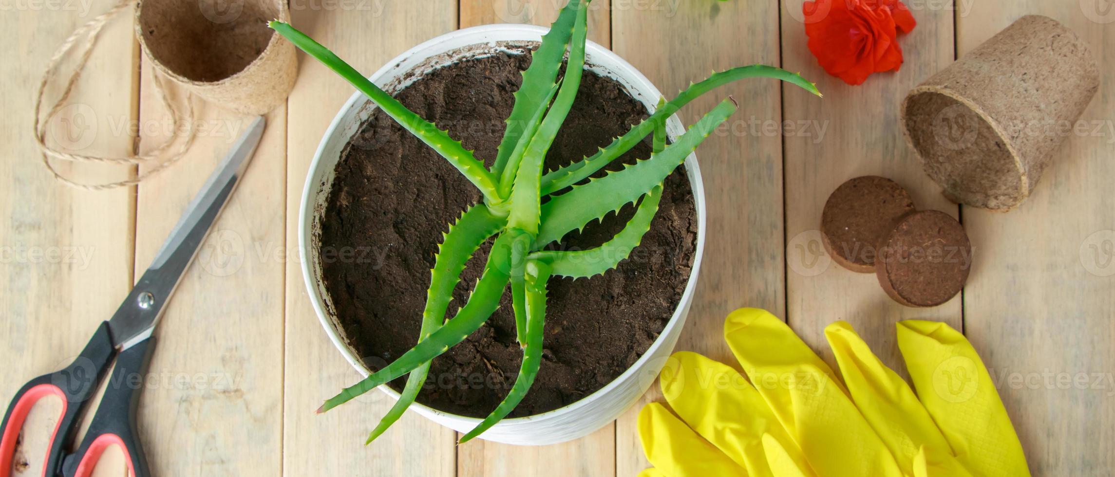 Home gardening. Aloe vera in a pot and garden tools. photo