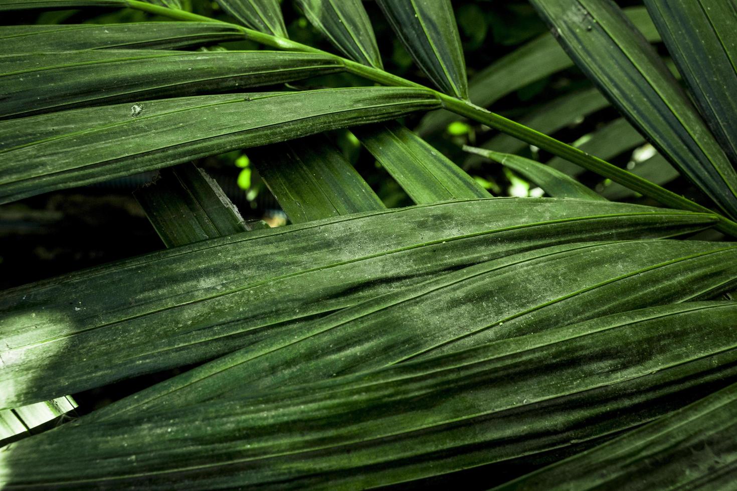 Green palm tree leaves photo background