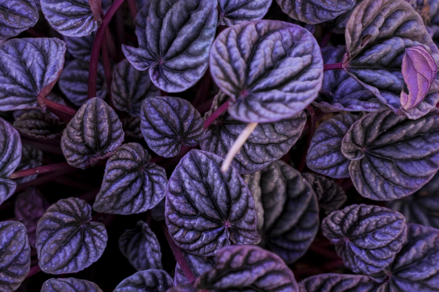 beautiful magenta leaves plant photo